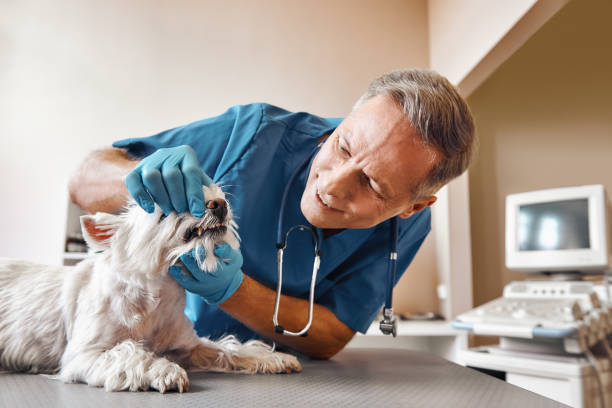 Best After-Hours Emergency Dentist in Priest River, ID